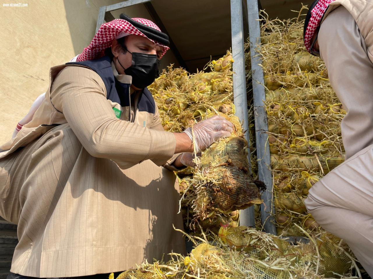 أمانة الشرقية تضبط وتتلف 100 طن من البطاطس الفاسدة