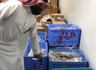 بلدية الجبيل :  مصادرة 500 كيلو من الأسماك الفاسدة 